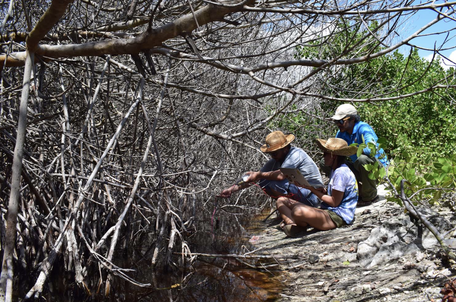 MRT: Koolstofhandel, mangroveherstel en zeilwetenschappers